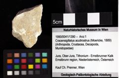 Foto (Objket + Etiketten) von Cracensigillatus acutirostrus (Moericke, 1889) 